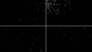 一组柳叶粒子漂浮动画12秒视频