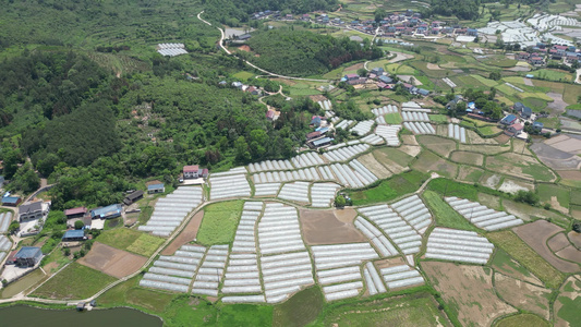 农业种植有机蔬菜实拍视频