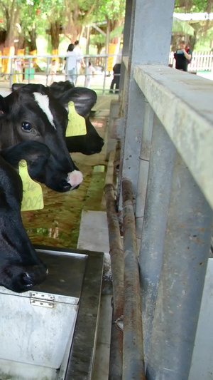 可爱的小奶牛奶牛养殖63秒视频