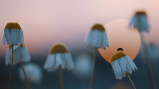 黄昏日落夕阳植物昆虫逆光唯美特写合集视频