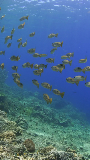 海底成群结队的黄鱼群蓝色海洋36秒视频