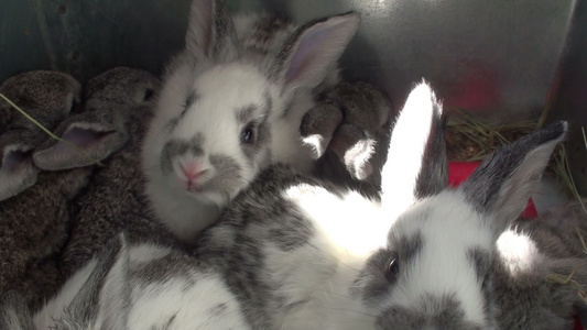 1号笼子里的小兔子视频