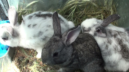 2号笼子里的小兔子视频