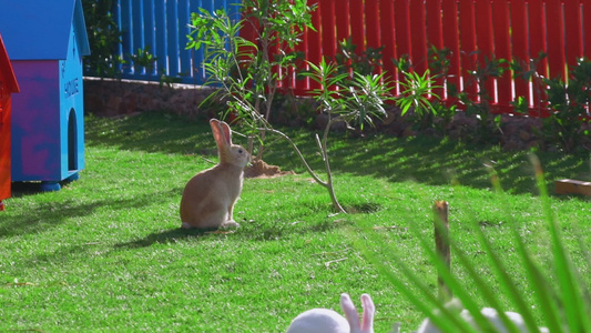 一只黄兔坐在红栅栏附近的绿草坪上吃着叶子视频