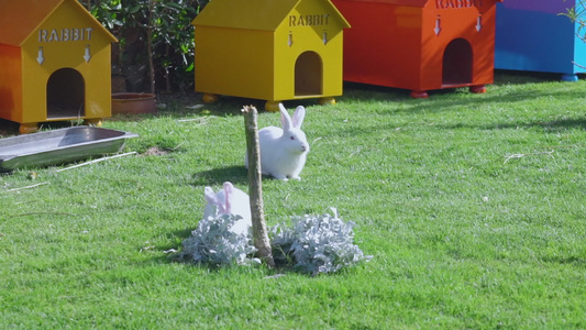 两只白兔吃草视频