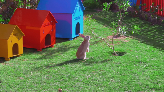 一只黄兔坐在一棵小树旁 吃着叶子视频