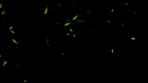 4K绿叶飘落动画元素带通道15秒视频