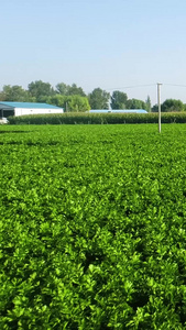 新农村蔬菜芹菜种植基地航拍种植业视频