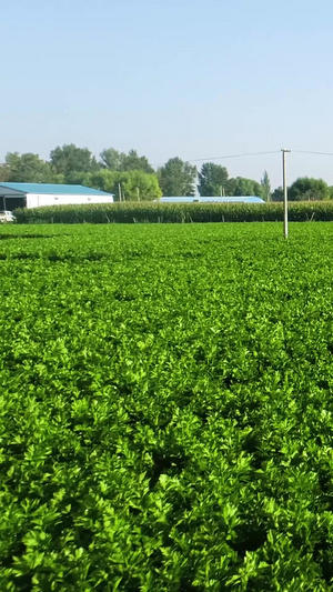 新农村蔬菜芹菜种植基地航拍种植业46秒视频