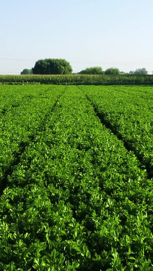 新农村蔬菜芹菜种植基地航拍种植业46秒视频