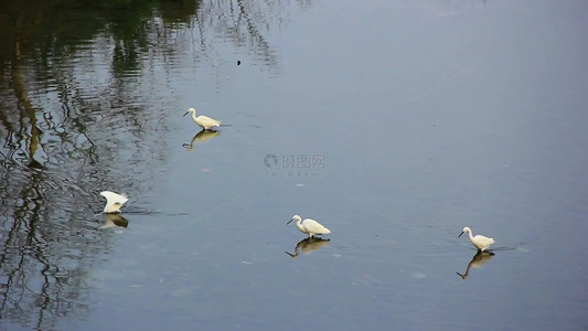 白鹭在河水中觅食的场景实拍片段视频