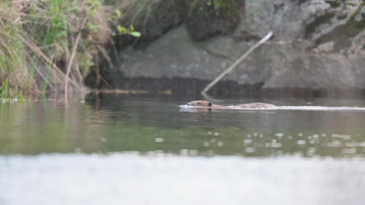 野外河边水獭游泳觅食视频