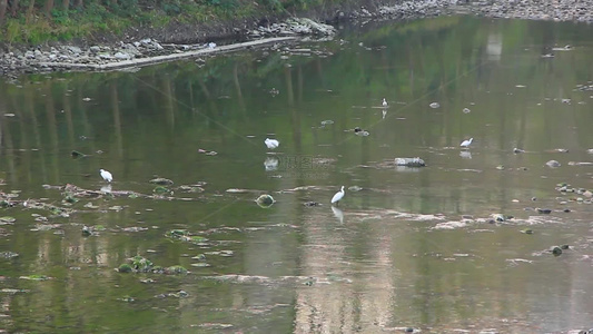 白鹭在河水中觅食的场景实拍片段视频