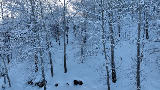 冬季山林杨树林树挂雪松树枝挂雪视频