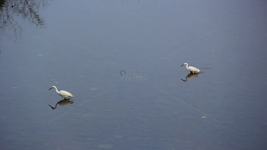 白鹭在河水中觅食的场景实拍片段视频