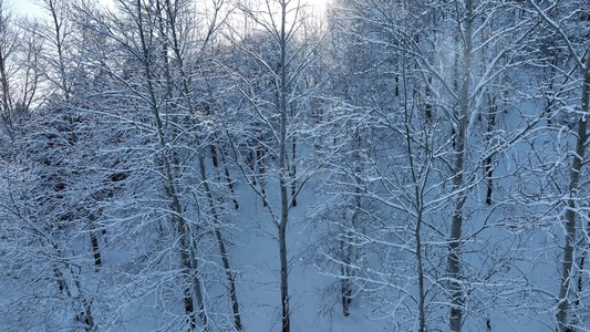 冬季山林杨树林树挂雪松树枝挂雪视频