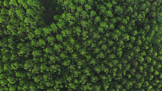 森林树林视频