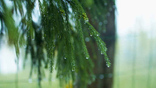 4K松枝叶寒露清晨的露水露珠视频素材视频