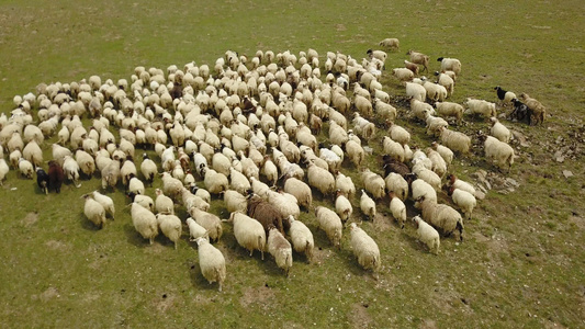 羊群视频