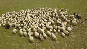 羊群175秒视频