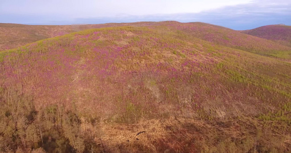 根河林业局开拉气林场漫山红杜鹃视频