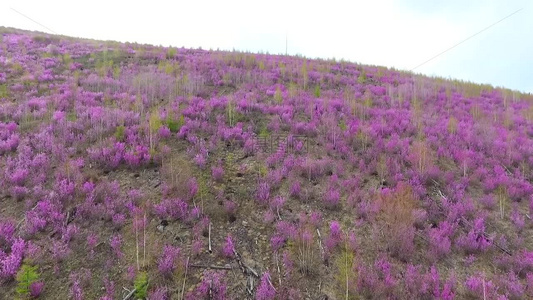 根河林业局开拉气林场漫山红杜鹃视频