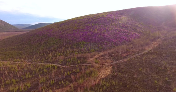 根河林业局开拉气林场漫山红杜鹃视频