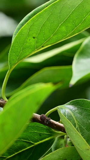 青苹果树8秒视频