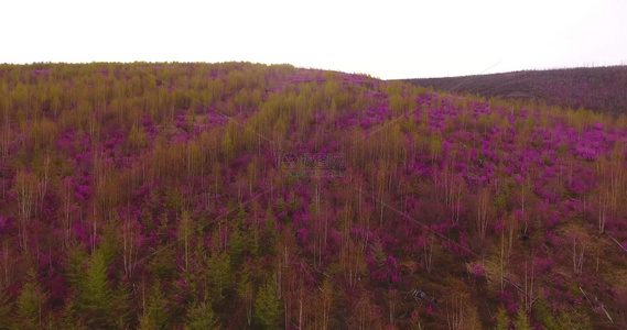 根河林业局开拉气林场漫山红杜鹃视频