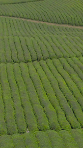 茶山航拍素材春茶节视频