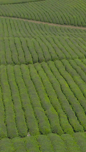 茶山航拍素材春茶节214秒视频