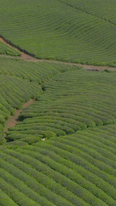 茶山航拍素材春茶节视频