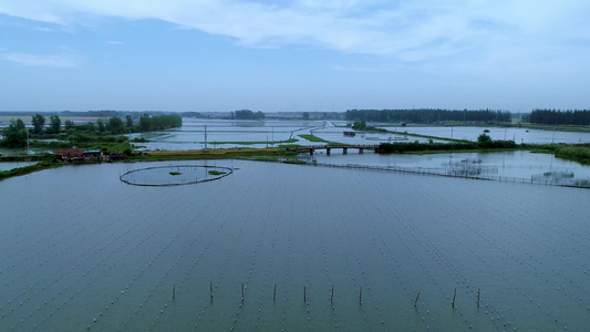 河蚌培育珍珠的淡水养殖视频