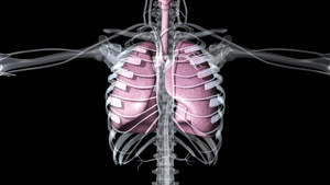 4K透明通道肺部素材30秒视频