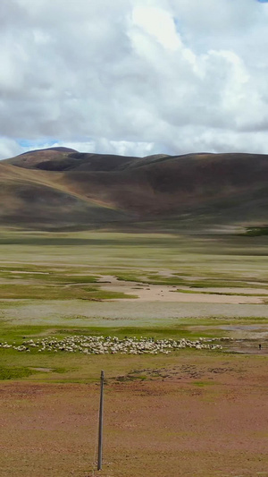 航拍西藏阿里地区高原地貌与放牧羊群视频雪域高原41秒视频