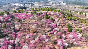 春天武汉旅游木兰云雾山盛开的红色杜鹃花海4k素材48秒视频
