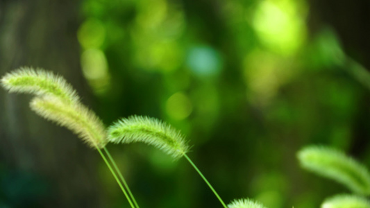 狗尾巴草特写视频