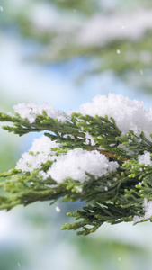 冬季飘雪花松树林浪漫新年快乐视频