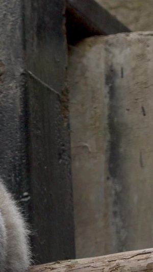 实拍可爱的环尾狐猴动物园26秒视频