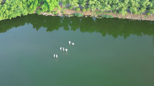 航拍衡阳市南湖公园美景视频