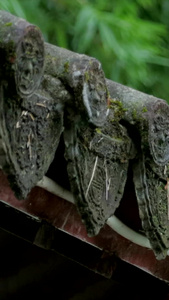 雨后屋檐上的鸟视频