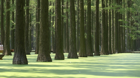 江苏扬州水上森林夏季风光视频