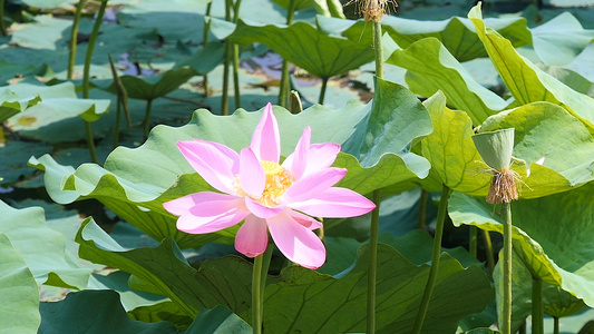 盛夏荷塘视频