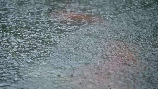 雨天鱼池实拍 视频