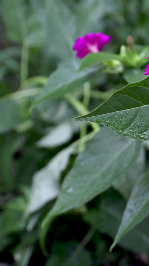 花朵雨滴68秒视频