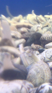 海鲜蟹季节视频