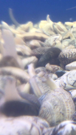 海鲜蟹季节20秒视频