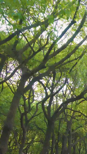 树林13秒视频