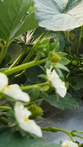 牛奶草莓种植园视频