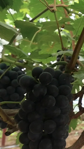 成熟的葡萄园视频